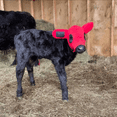 thumbnail image 4 of Kalf Kozies, Calf Earmuffs, 2 Pack Bundle with Exclusive American Flag Tractor Sticker, 4 of 8