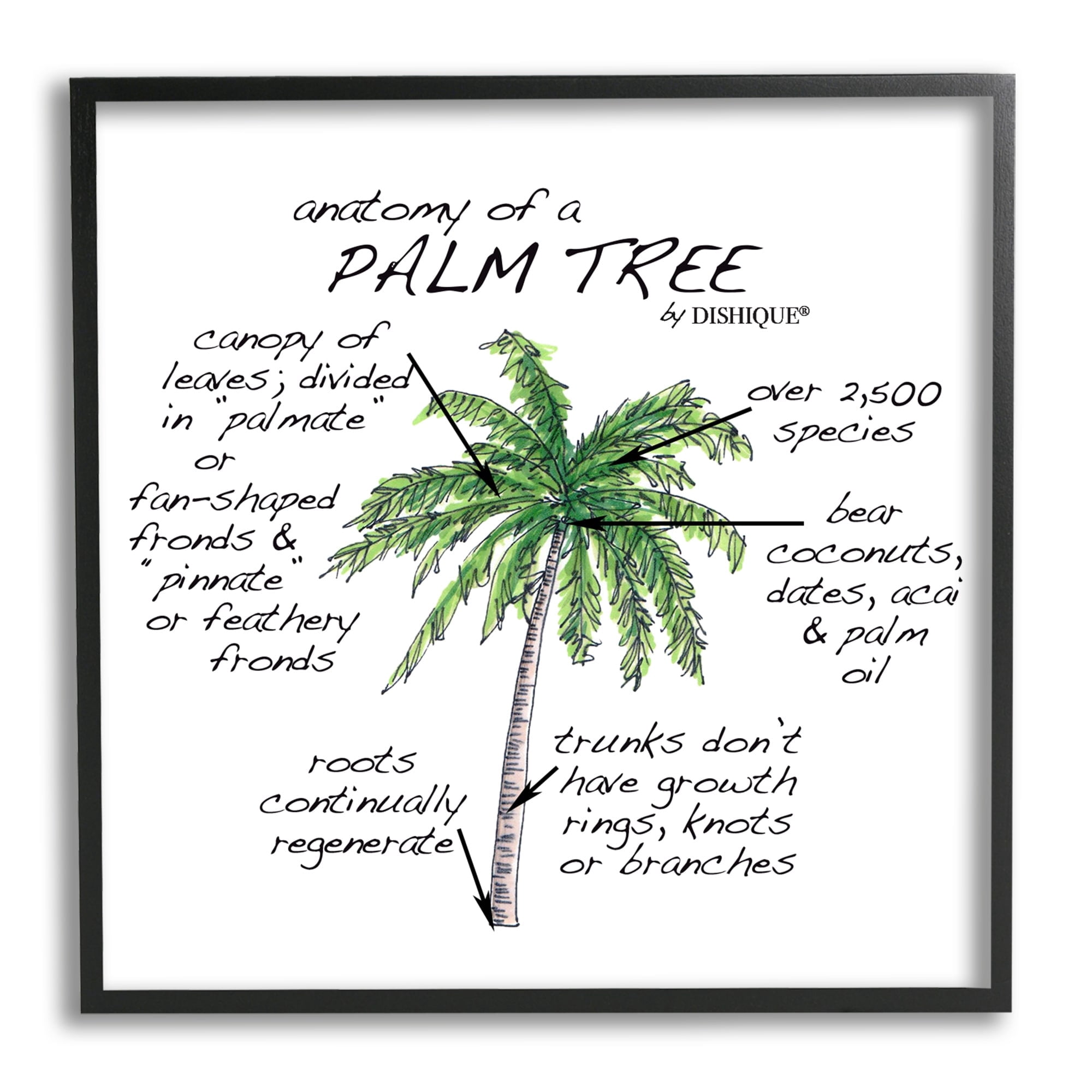 Stupell Industries Tropical Palm Tree Educational Plants Flora Diagram Graphic Art Black Framed Art Print Wall Art, Design by Dishique