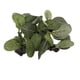 thumbnail image 5 of Planta artificial de plástico para acuario, simulación realista de pecera, hierba acuática, decoración, hoja ovalada de madera hundida, 5 of 14