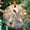 Angel Cat1603, variant on Christ Jesus Ornament Cat Sun Catcher, Wall Hanging Colored Decor Room Indoor Window Decor, Halloween, Christmas Hanging Ornament, 2025, Holiday 2025, Festive Home Accent,