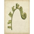 thumbnail image 3 of Goldberger, Jennifer 12x14 Black Modern Framed Museum Art Print Titled - Small Fiddlehead Ferns III, 3 of 5