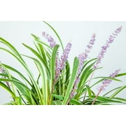 1 Gal. Variegated Liriope - Monkey Grass - Ornamental Statement