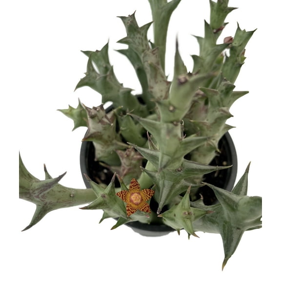 Orange Starfish Succulent - Huernia Orbea schweinfurthii - 4" Pot