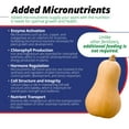 thumbnail image 4 of Jack's Classic 12-15-30 Tomato FeED Water-Soluble Fertilizer with Micronutrients for Plant Growth and Abundant Fruit Set in Blooming Vegetable Plants, 1.5lbs, 4 of 7