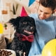 thumbnail image 5 of Collares para perros y gatos Apuakthei con pajaritas ajustables desmontables, de caballero,, 5 of 5