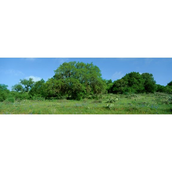 Blue Bonnets in Hill Country Willow City Loop Road Texas Canvas Art - Panoramic Images (36 x 12)