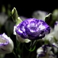 thumbnail image 2 of 50 Pcs Graines de Lisianthus Eustoma pour Plantes de Jardin Balcon Maison, 2 of 2
