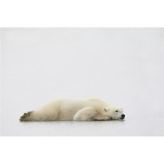 Polar Bear Laying Down Poster Print