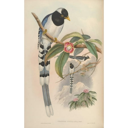 Birds of Asia 1850 White-capped Blue Pie Canvas Art - John Gould (18 x 24)