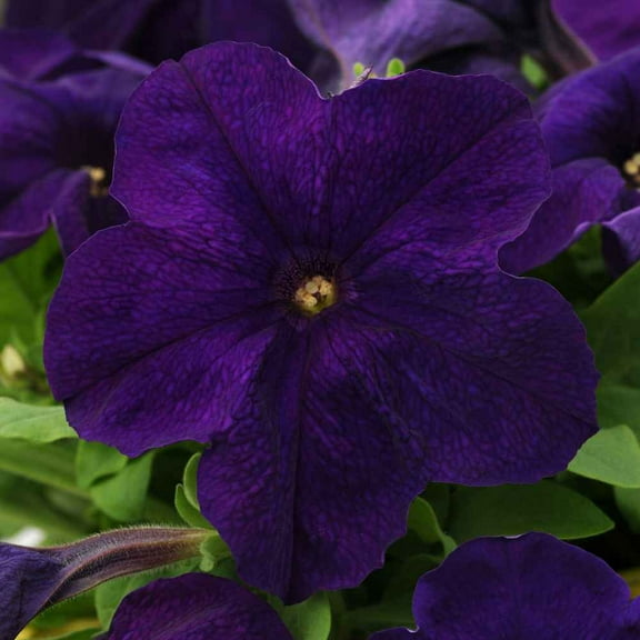 Outsidepride Petunia Alderman - 10000 Seeds