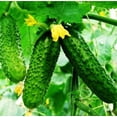 thumbnail image 2 of HJADGG Seeds Vegetable Self-pollinated Cucumber Firm Secret Indoor Non-GMO for Planting, 2 of 8