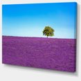 thumbnail image 2 of Lonely Tree in Lavender Field, 2 of 3