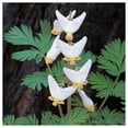 thumbnail image 3 of Everwilde Farms - 40 Dutchman's Breeches Native Wildflower Seeds - Gold Vault Seed Packet, 3 of 5