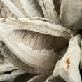 thumbnail image 3 of Vickerman 12-16" White Wash Star Pod, Extra Large, 3 of 4