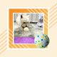 thumbnail image 3 of Greeniant Juguete para morder para mascotas, juguetes de pelota de entrenamiento, mordedor interactivo antiestrés, entrenador de actividades para Suministros para perros Azul amarillo Greeniant PT003592-02, 3 of 6