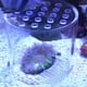thumbnail image 5 of Coral Transparente Acrílico Cubierta de Camarones Antialimentación para Cubierta de Alimentación de Coral Alimentador Acuario Pecera 150mm ANGGREK Otros, 5 of 8