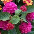 thumbnail image 4 of 2.5 in. Lantana Bloomify Rose Plant (3-Pack), 4 of 13