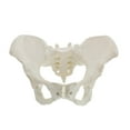 Life Size Female Pelvis Model, Hip Model Female Anatomy Model, Hip
