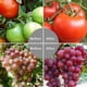 thumbnail image 5 of 18w LED Grow Light E27 Full Spectrum Plant Light LED Plant Lamp, 5 of 5