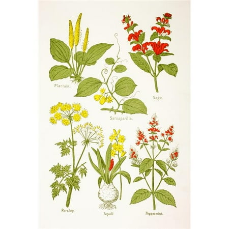 Parsley And Sage Tops Medicinal Herbs & Plants. Clockwise From Top Left - Plantain, Sarsaparilla, Sage, Peppermint, Squill, Parsley From Virtues Household Physician Published London 1924 Poster Print