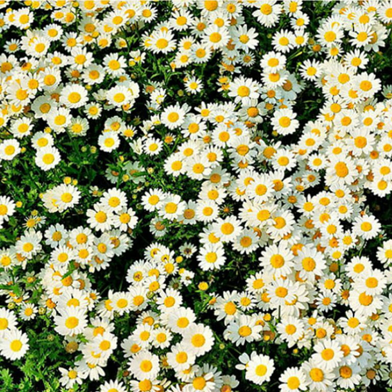 16 PCS White Daisies Flowers Pressed Dry White Chamomile Herbarium