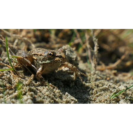 Sand Frog - Laminated Poster Frog Nature Sand Amphibians Poster Print 11 x 17