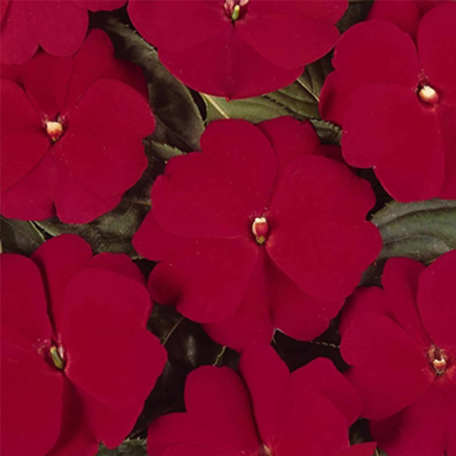 New Guinea Impatiens Flower Garden Seeds F1 Divine Series Cherry