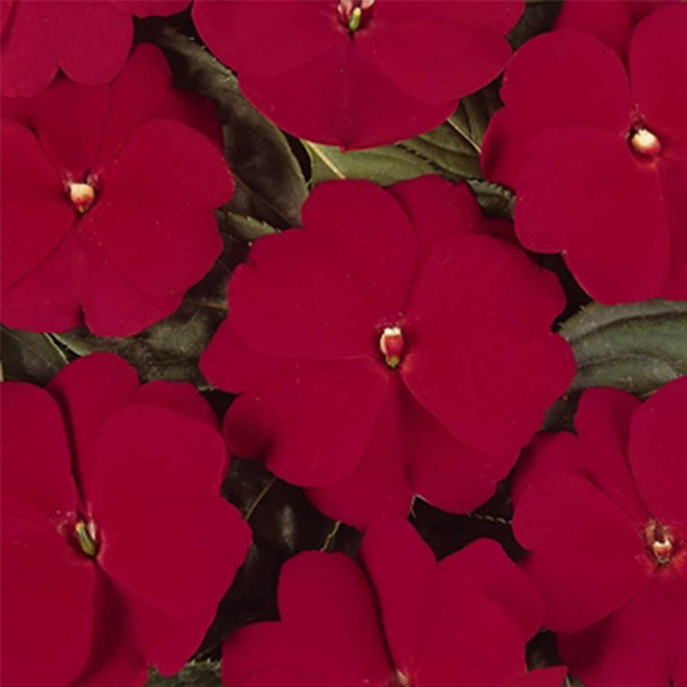 New Guinea Impatiens Flower Garden Seeds F1 Divine Series Cherry