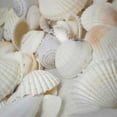 thumbnail image 7 of UDIYO 100g Mixed Mix Sea Shells Shell Craft Seashells Home Aquarium Nautical Decor, 7 of 7