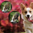 thumbnail image 5 of 4pcs/set Dog Paw Protection Pads Anti Slip Pet Paw Protector Self Adhesive Dog Paw Stickers, 5 of 5