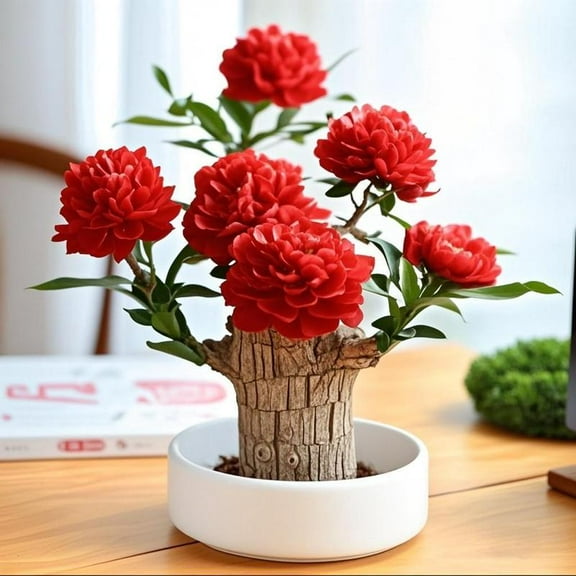 Brazilian Wood Sacred Indoor Plant with Triple Blessings of Health, Luck, and Wealth, Natural Air Purifier for Home or Office Décor, Promotes Positive Energy,