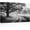 3, variant on Black and White Wall Art, Large Tree Forest Landscape Framed Canvas Print, Modern Nature Artwork for Living Room, Bedroom, Office