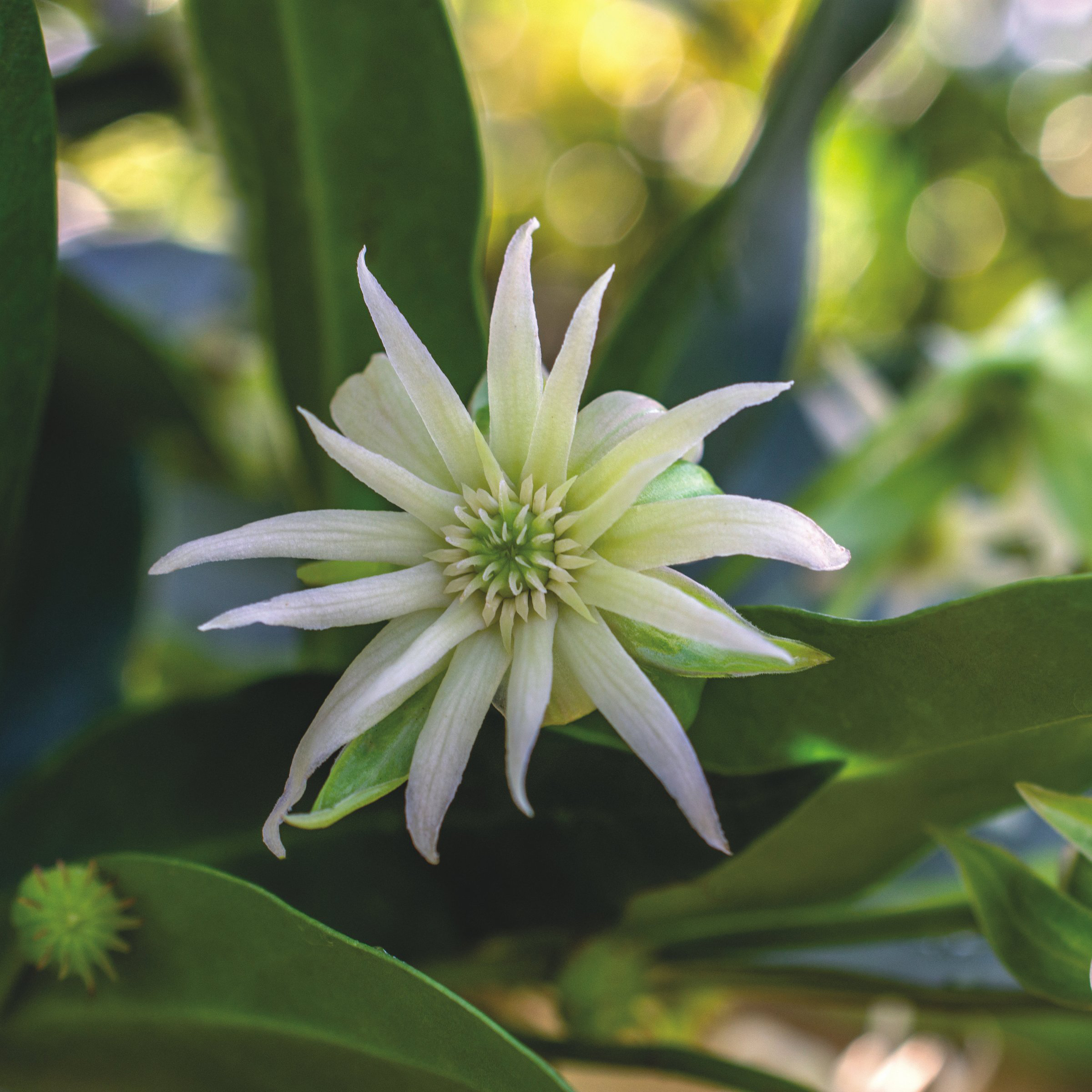 National Plant Network 1 gal. Illicium Star Flower Orion