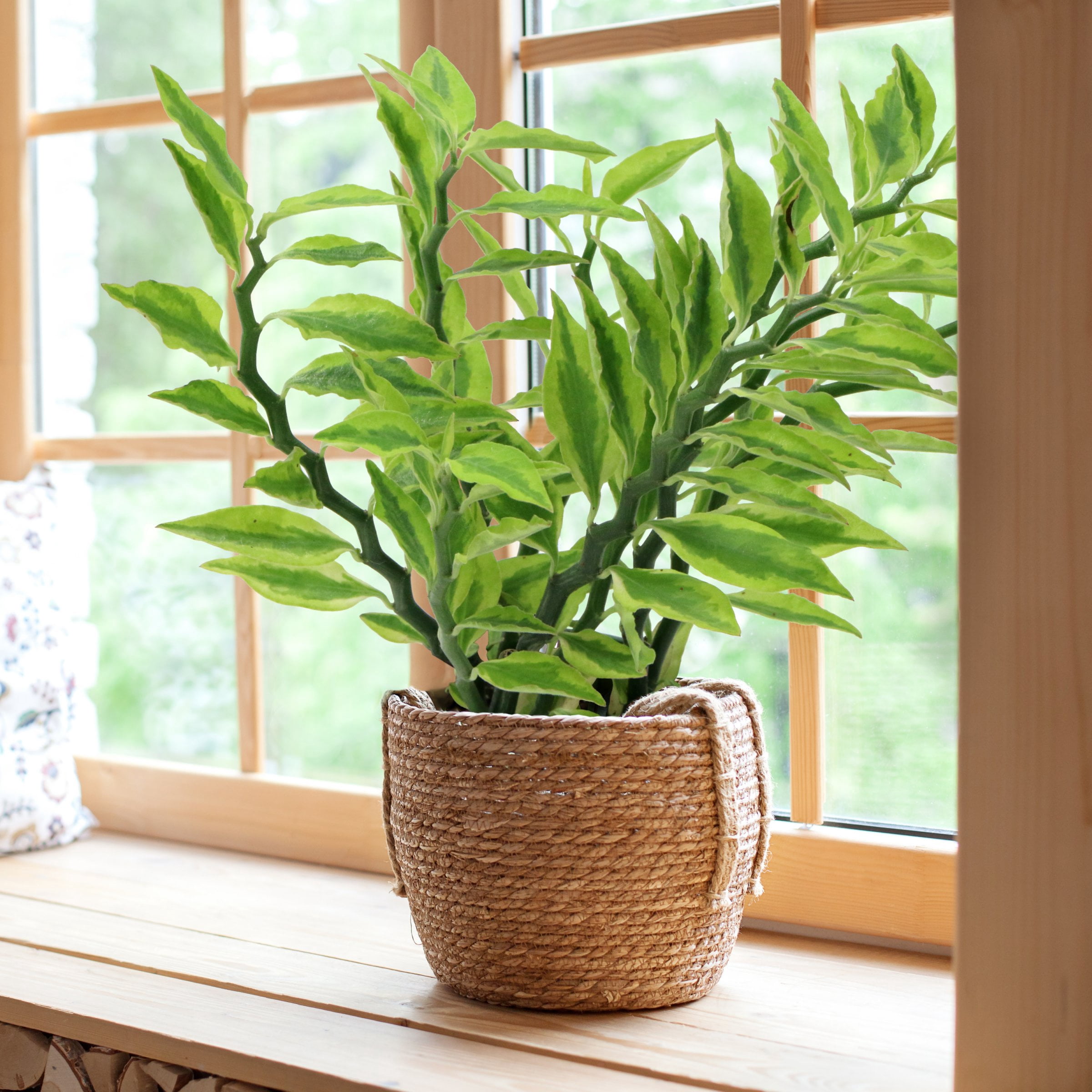 6 in. Pedilanthus Tith Variegated Plant in Grower Container