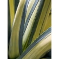 thumbnail image 2 of Perry, Rachel 12x14 Gold Ornate Wood Framed with Double Matting Museum Art Print Titled - Variegated Agave II, 2 of 4