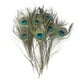 thumbnail image 5 of Hermosa pluma natural DIY joyería decoración decorativa 25-32 cm de longitud 50 Piezas Scienceny HA4712-00B, 5 of 6