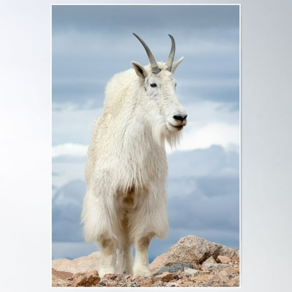 Mountain Goat Portrait Poster Wall Art, Modern Wall Decor For Living Room Bedroom, 8x12 UNFRAMED