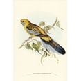 thumbnail image 2 of Gould, John 13x18 Black Ornate Wood Framed with Double Matting Museum Art Print Titled - Yellow-rumped Parakeet-Platycercus flaveolus, 2 of 4