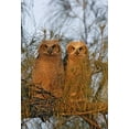 thumbnail image 2 of Morris, Arthur 18x24 Black Ornate Wood Framed with Double Matting Museum Art Print Titled - FL, De Soto Great horned owlets sit on tree limb, 2 of 4