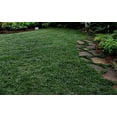 Dwarf Mondo Grass Live Plants Plug Size Shade Loving Evergreen Ground Cover
