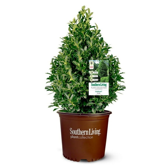 Expert Gardener Southern Living Plant Collection Oakland Holly Live Shrub (3 Gallon)