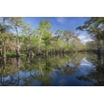 thumbnail image 2 of Jones, Adam 18x13 Black Ornate Wood Framed with Double Matting Museum Art Print Titled - Early spring view of cypress trees reflecting on blackwater area of St Johns River-central Florida, 2 of 4