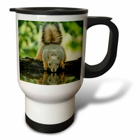 3drose, Eastern Fox Squirrel, Adult Drinking, Hill Country, Texas, 14oz Stainless Steel Travel Mug