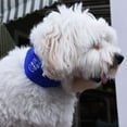 thumbnail image 4 of Arf Pets Cooling Dog Collar Gel for Heat Stress Relief, 4 of 4