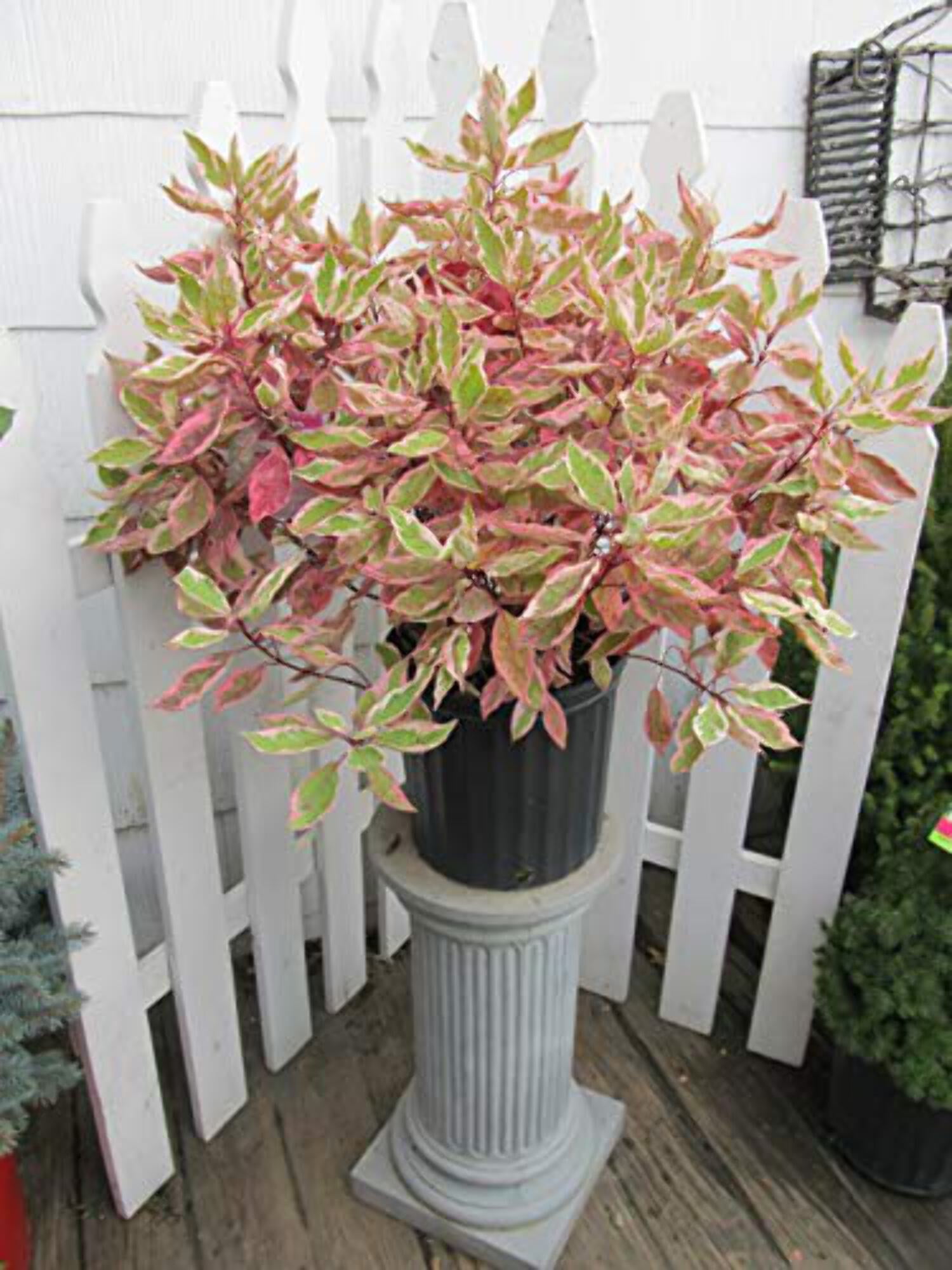 Bushel and Berry 24 in White Shades Sapphire Cascade