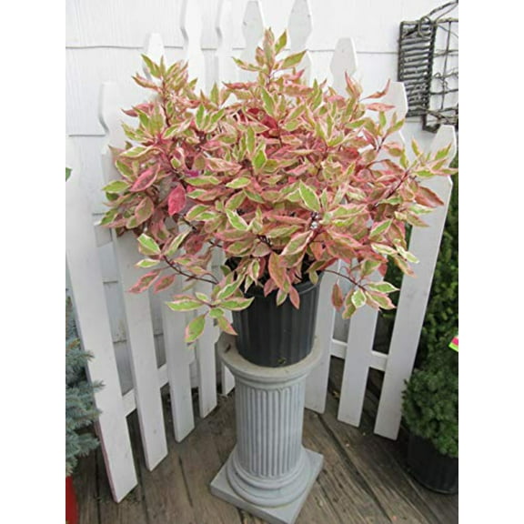 Ivory Halo® Dogwood | #3 Gallon Size Container