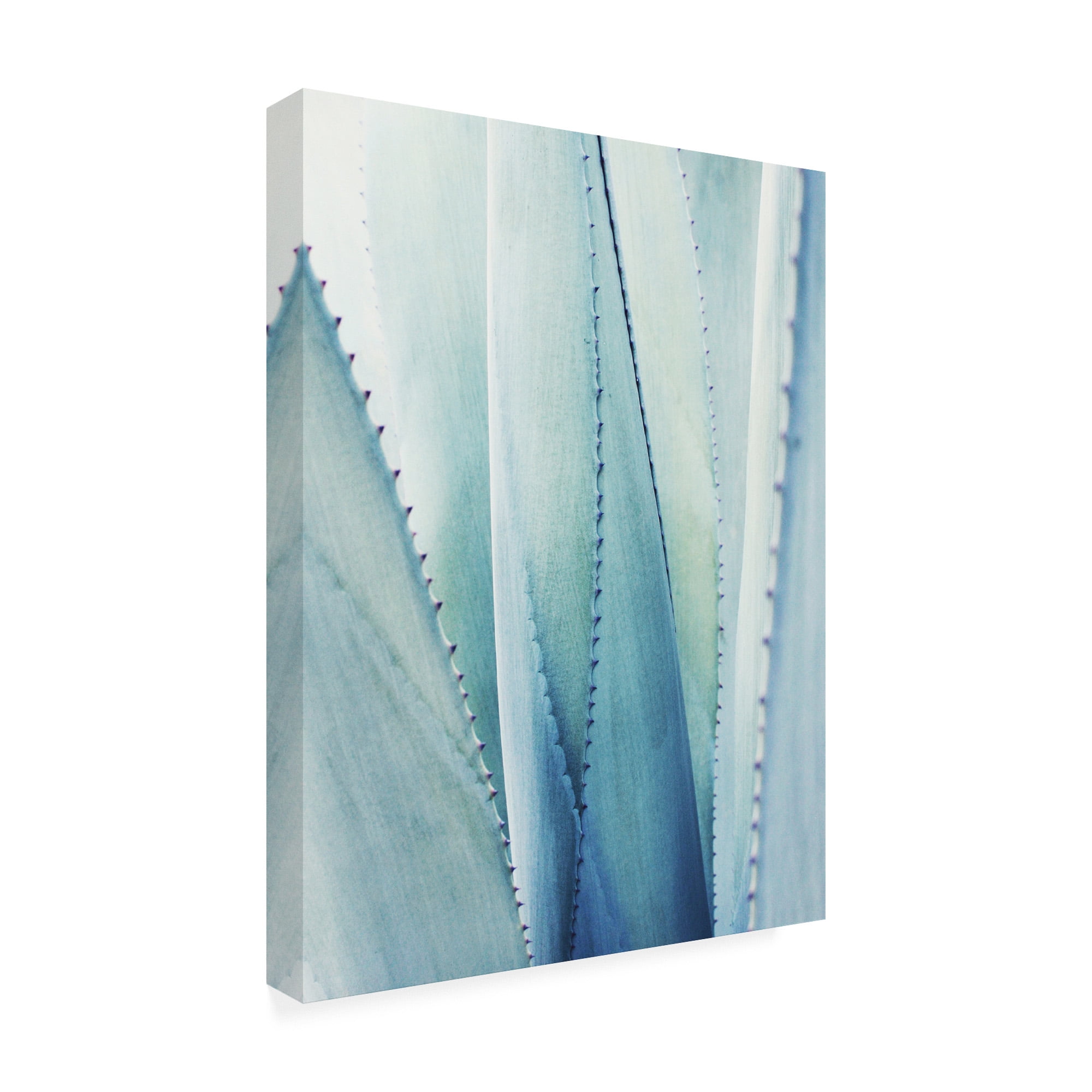 Trademark Fine Art 'Pale Blue Agave No. 1' Canvas Art by Lupen Grainn