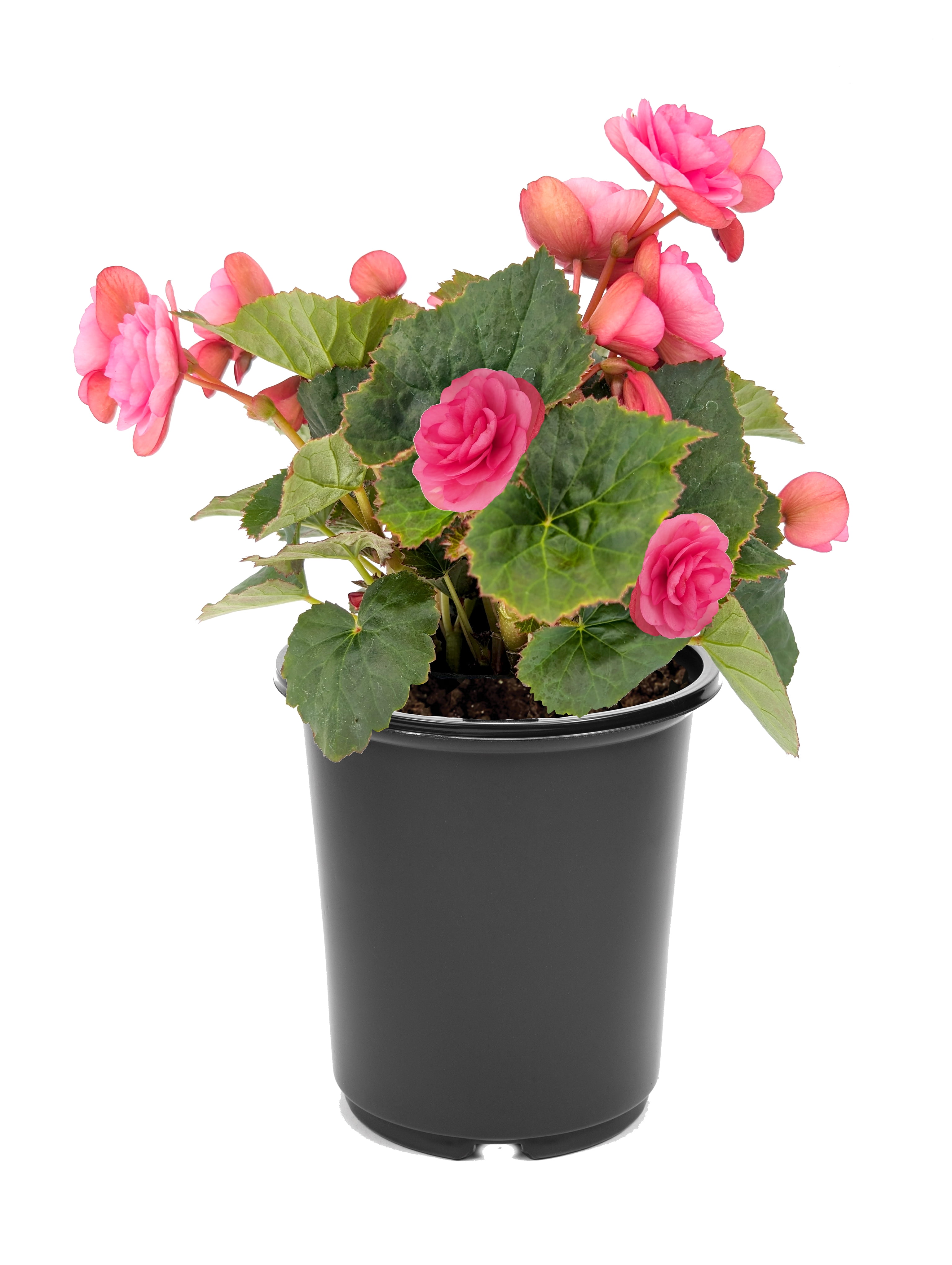 Expert Gardener 1 Gallon Premium Full Sun Mixed Annual Flowering Planter, Terracotta