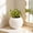 X, variant on Upgraded Lazy Self Absorbing Flowerpot Green Plants Flowers Spherical Plastic Flowerpot Creative Desktop Decoration Personalized Spherical Shape W