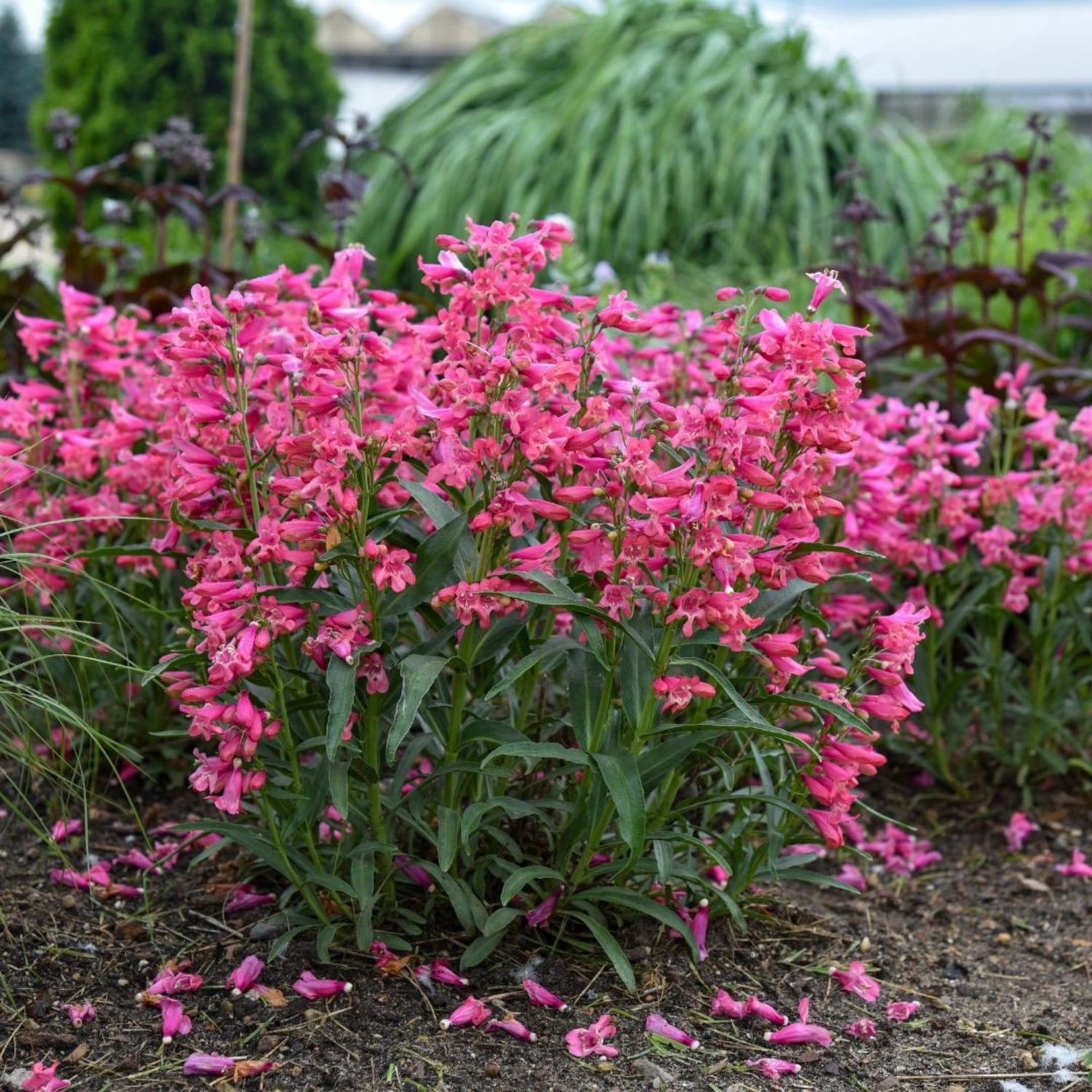 Proven Winners 6" Bejeweled 'Pink Pearls' Bearded Penstemon Live Plant in 7.5" Pot